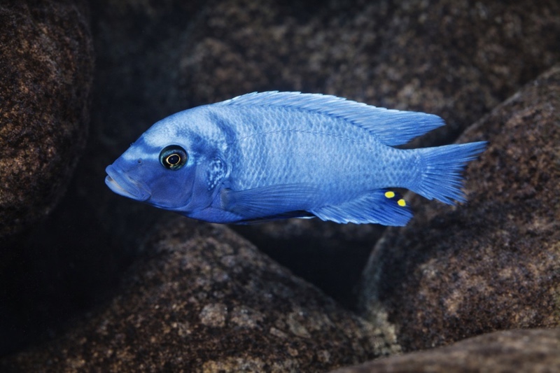 Maylandia sp. 'estherae blueface' Lumessi